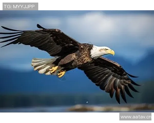 《翱翔天际的王者老鹰探索其独特飞行技巧与生存智慧》